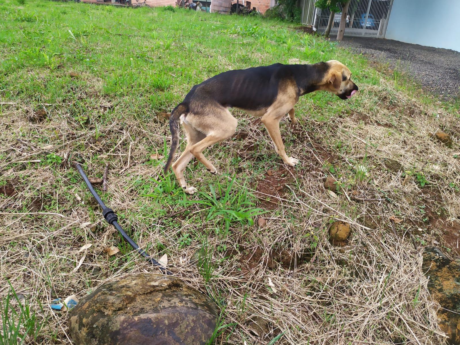 Abandono de Animal  gera consequências Legais para morador de Formosa do Sul