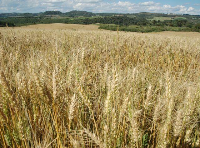 Boletim Agropecuário de setembro aponta boas condições das lavouras de inverno em SC