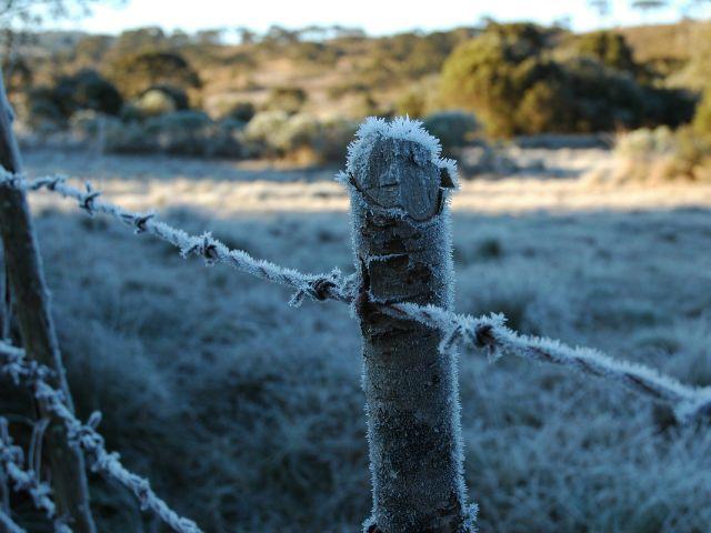 Epagri aprimora ferramenta de monitoramento do frio para fruteiras de clima temperado