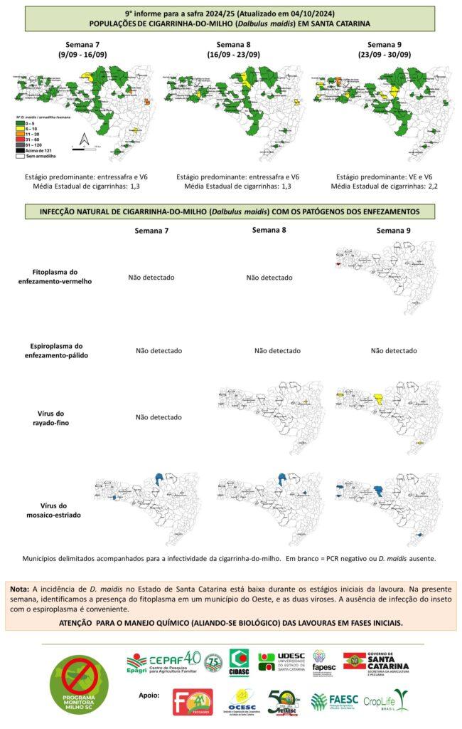 Monitoramento da cigarrinha-do-milho chega à nona semana na safra 2024/25