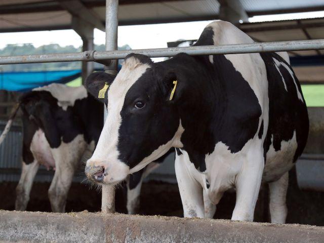 Pesquisa do IBGE aponta potencial da produção catarinense de leite e de ovos