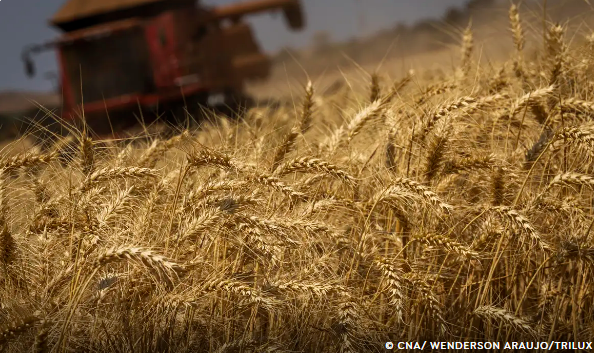 Produção de grãos terá crescimento recorde de 8,3%, prevê Conab