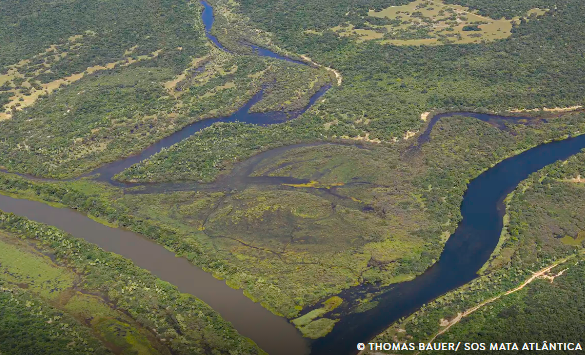 Maior parte da Mata Atlântica tem menos de 30% de vegetação nativa