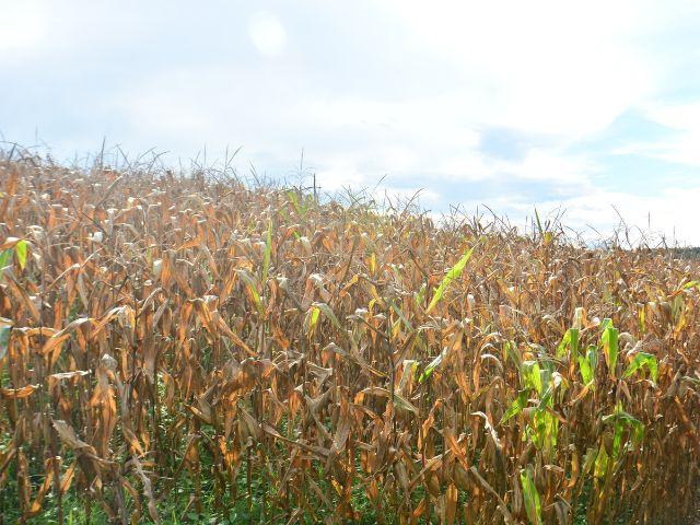 Sistema da Epagri facilita identificação da aptidão climática das terras catarinenses