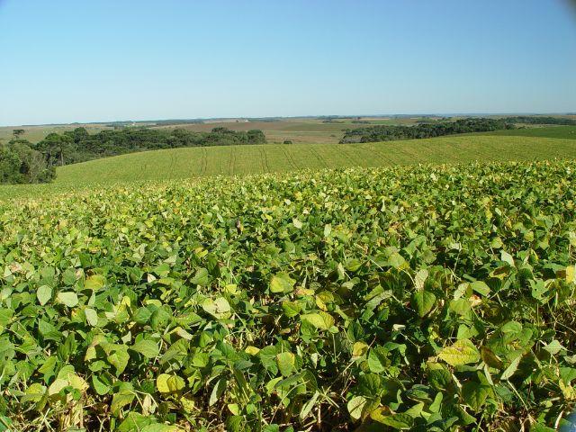 Condições para ocorrência de La Niña aumentam, o que pode impactar a produção de soja no Oeste de SC